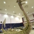 Bird_boat