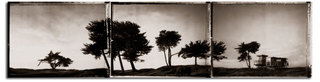 Carpinteria,Ann Mitchell