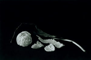 H_polley_one_shot_1