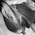 Debra_kayata_peruvian_lily_intense_preservation