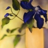 Clematis