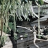 Robcarter_landscaping2_3