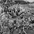 Robcarter_landscaping2_6