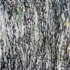 Skin_of_tree