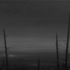 Todd_carpenter_skyforest_large