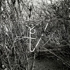 Sellingson_1