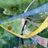 Annavaughancardblueleaves_small