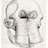 Moore_skull