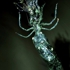 Vampoonga_01