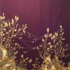 Ruby_and_gold_water_web