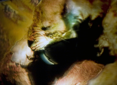 E_irving_becoming_animal