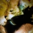 E_irving_becoming_animal