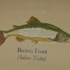 Brown_trout_on_concrete