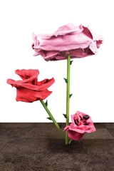 Untitled (Rose 24),