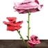 Ryman_rose_24_side_view_