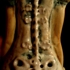 Spine