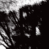 Tree_abstract_blackaandwhiteweb