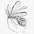 Bug_003