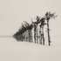 Tree_line__hamakoshimizu__hokkaido__japan__2007