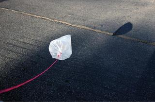 Pet Bag,Sojung Kwon