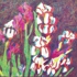 Cmy_flowers_cropped-web