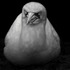 Animal__151_