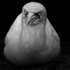 Animal__151_