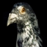 Garn_pigeon_head_004
