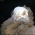 Pigeon_head_sleepy_028