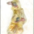 Garn_pigeon_newborns_3