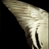 Garn_5_pigeon_wing_103