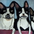 Dog_20x20_acrylic_on_linen_3