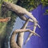 3_place_your_right_foot_here_james_pakola