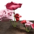 Ryman_rose_5_with_13_side_view_
