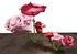 Ryman_rose_5_with_13_side_view_