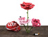 Ryman_rose_30_side_view_-1