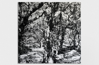 Untitled (Dark Forest),James Chronister