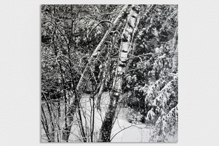 Untitled (Birch),James Chronister
