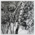 Chronister_james_5
