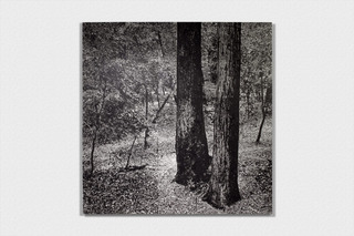 Untitled (Big Basin),James Chronister