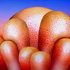 Oriental_splendora5