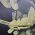 Bird-in-hand-2002