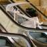 Deserted_hare_in_wafi_riyadh_cables_side