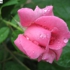 Peacepink__5_