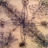 Firediagram