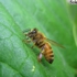 Bee__2_