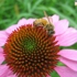Bee__6_