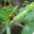 Ladybug__9_