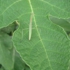 Mantis1