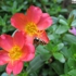 Shuomeifeng__8_